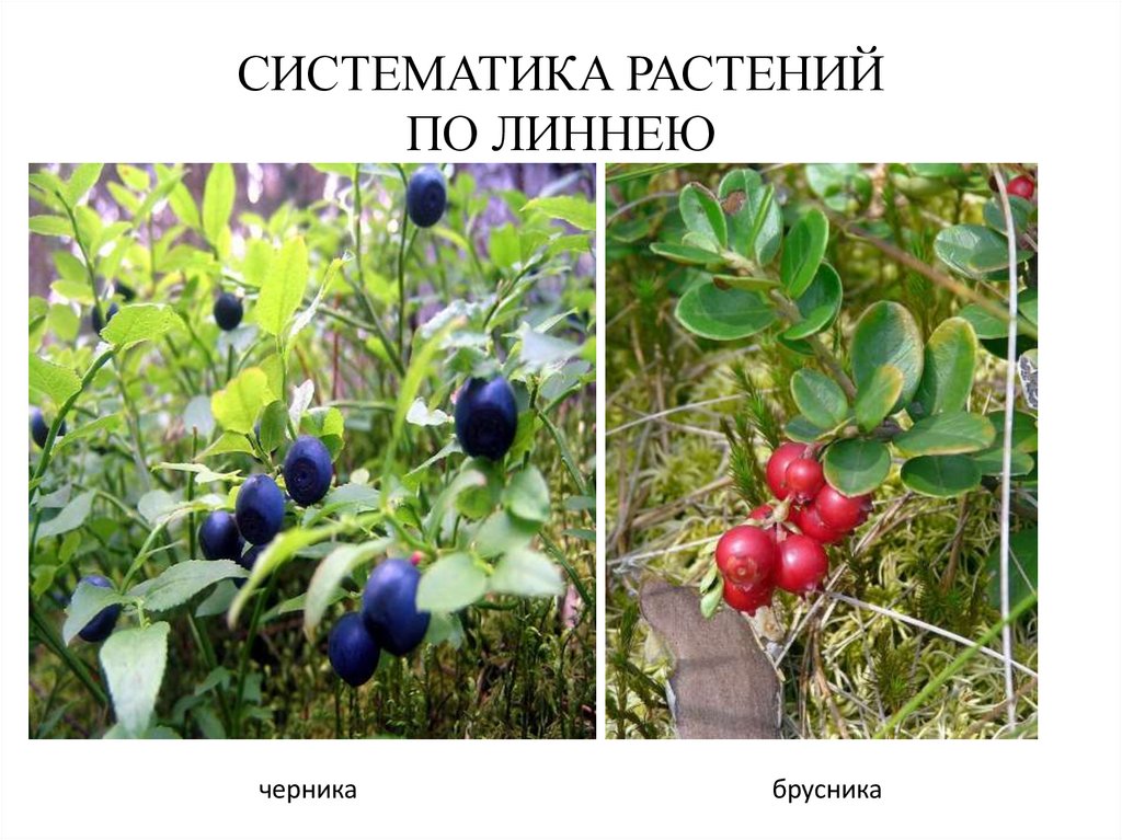 СИСТЕМАТИКА РАСТЕНИЙ ПО ЛИННЕЮ