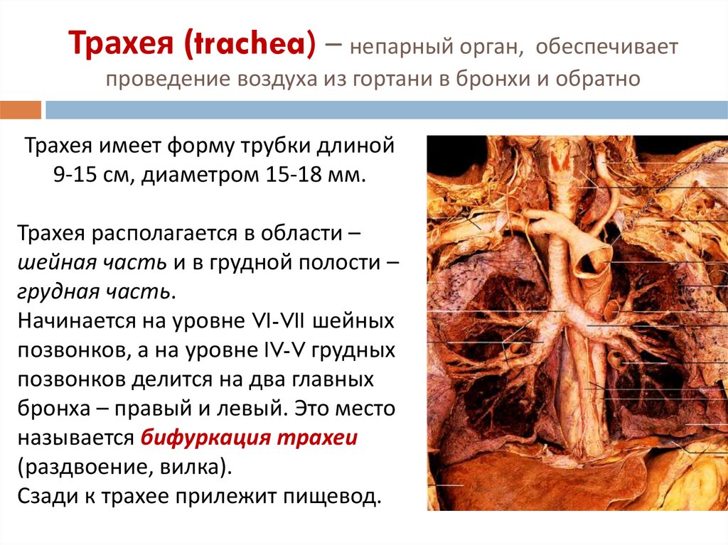 Трахея (trachea) – непарный орган, обеспечивает проведение воздуха из гортани в бронхи и обратно