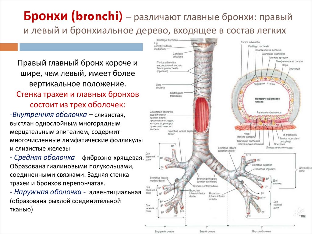 Бронхи (bronchi) – различают главные бронхи: правый и левый и бронхиальное дерево, входящее в состав легких