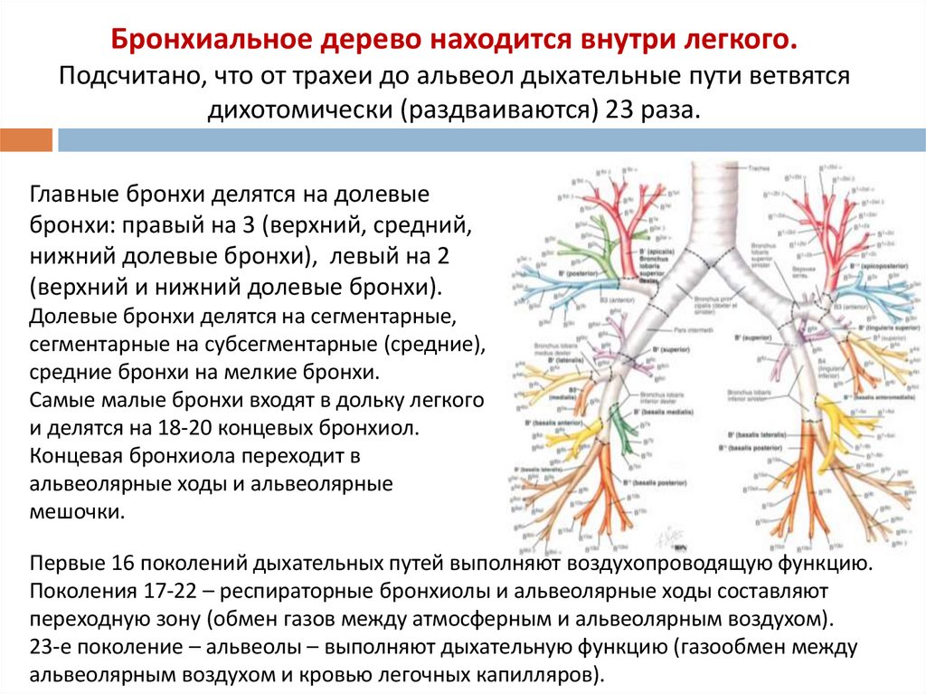 Бронхиальное дерево находится внутри легкого. Подсчитано, что от трахеи до альвеол дыхательные пути ветвятся дихотомически