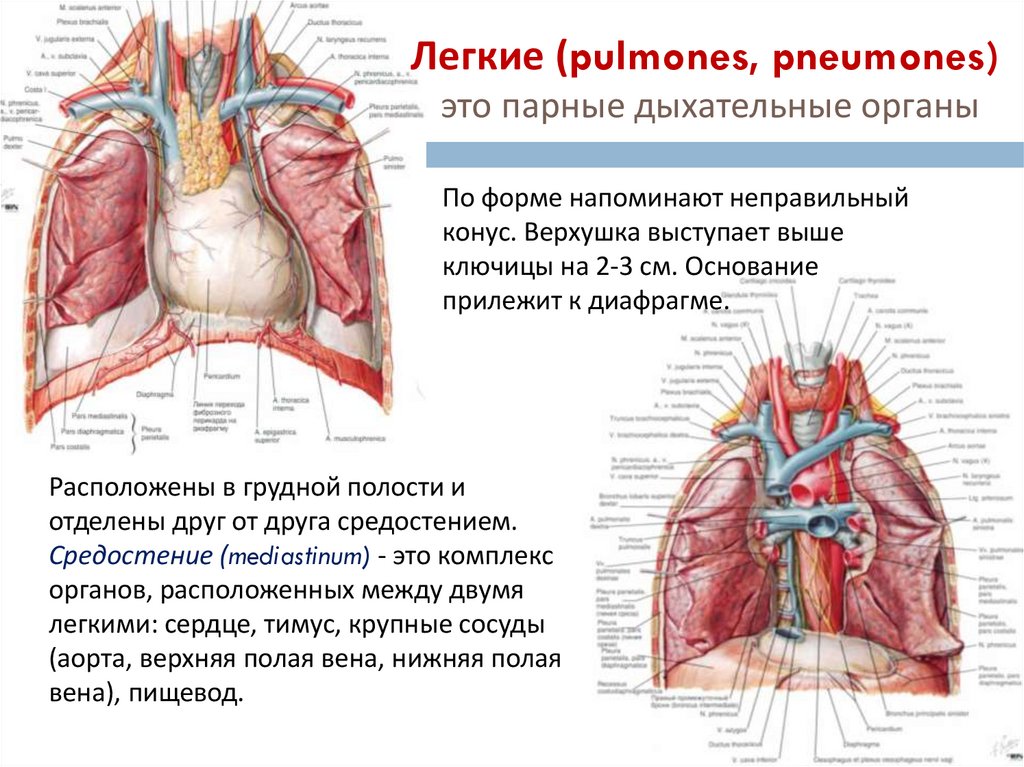 Легкие (pulmones, pneumones) это парные дыхательные органы