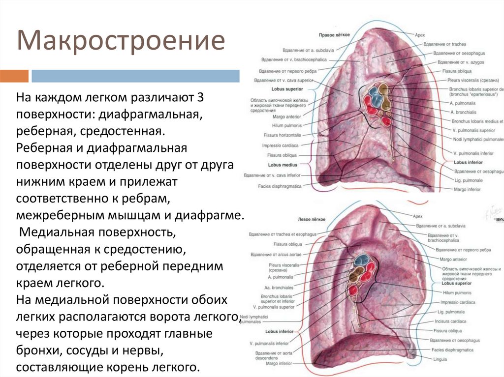 Макростроение