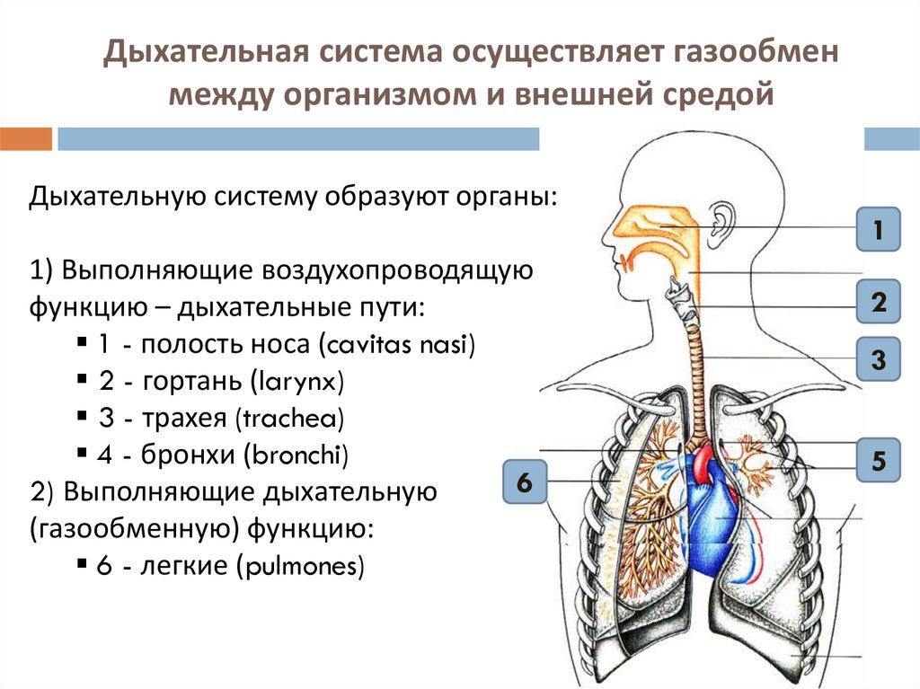 Дыхательная система осуществляет газообмен между организмом и внешней средой