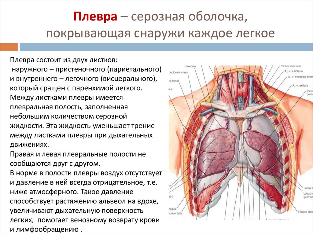 Плевра – серозная оболочка, покрывающая снаружи каждое легкое