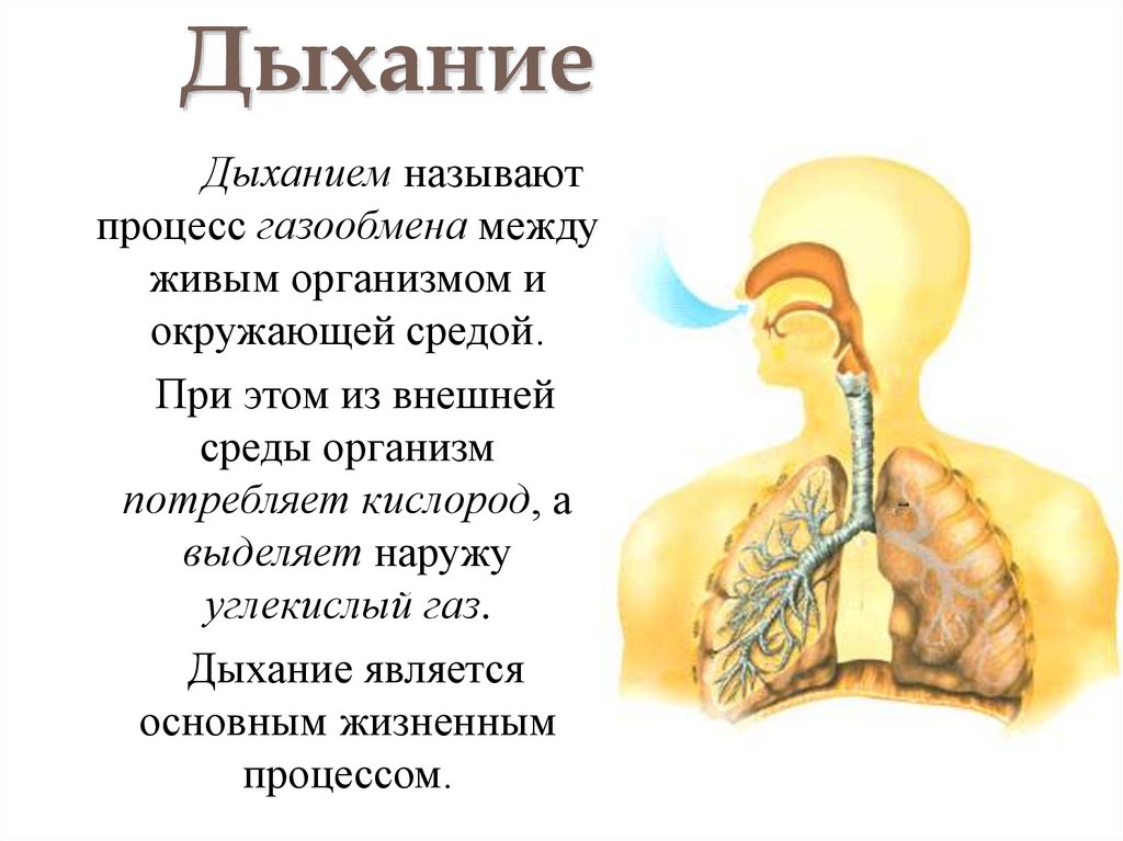 Дыхание