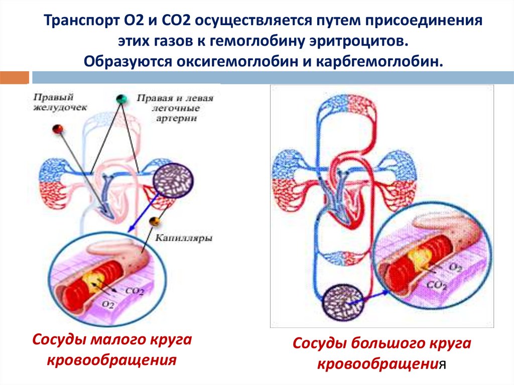 Транспорт О2 и СО2 осуществляется путем присоединения этих газов к гемоглобину эритроцитов. Образуются оксигемоглобин и