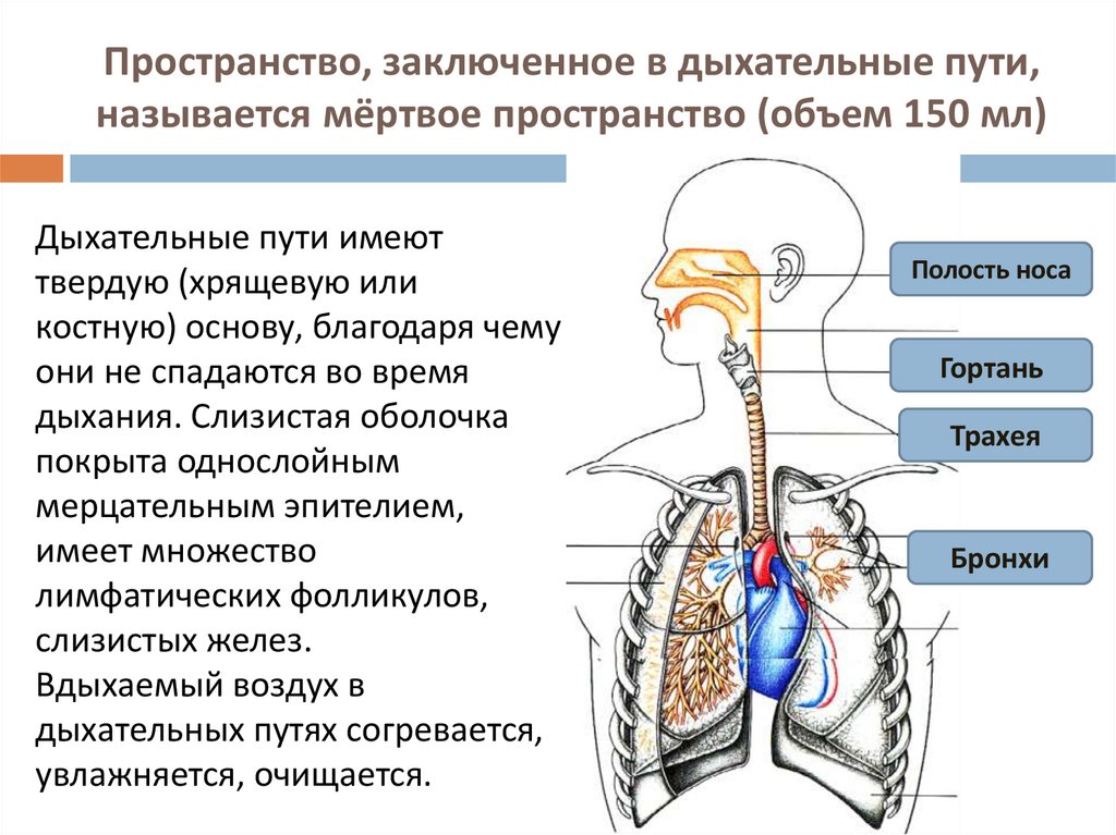 Пространство, заключенное в дыхательные пути, называется мёртвое пространство (объем 150 мл)