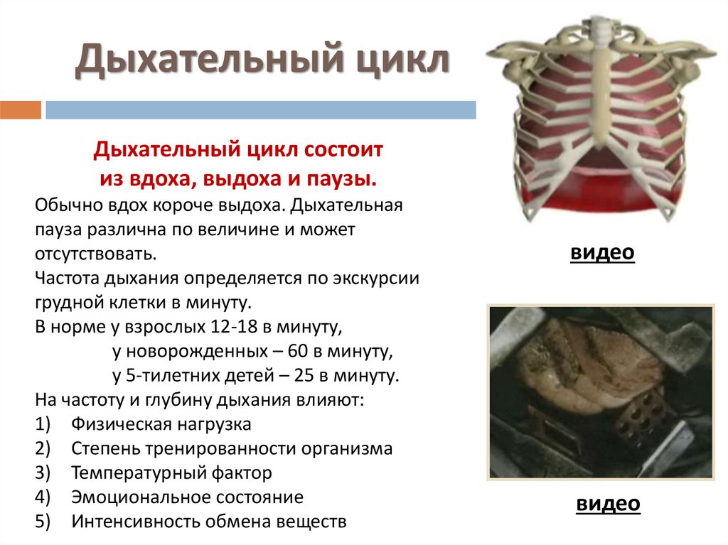 Дыхательный цикл