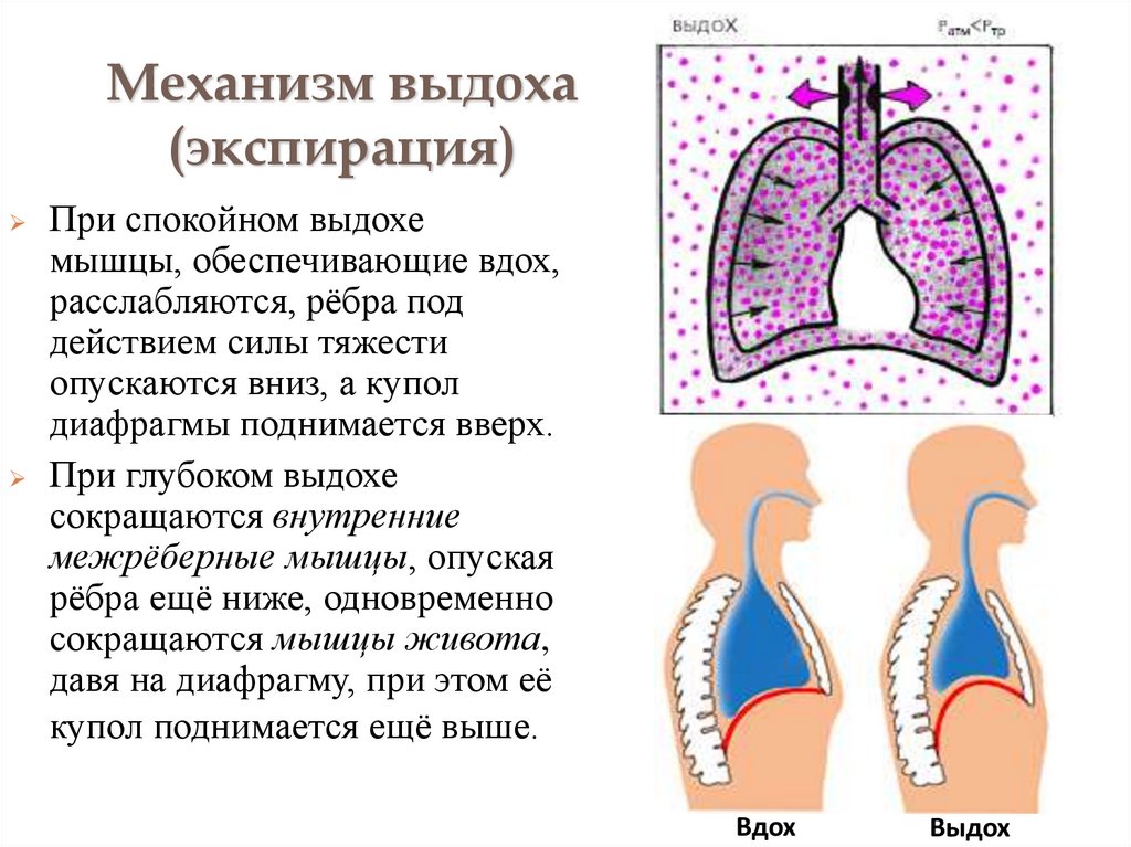 Механизм выдоха (экспирация)