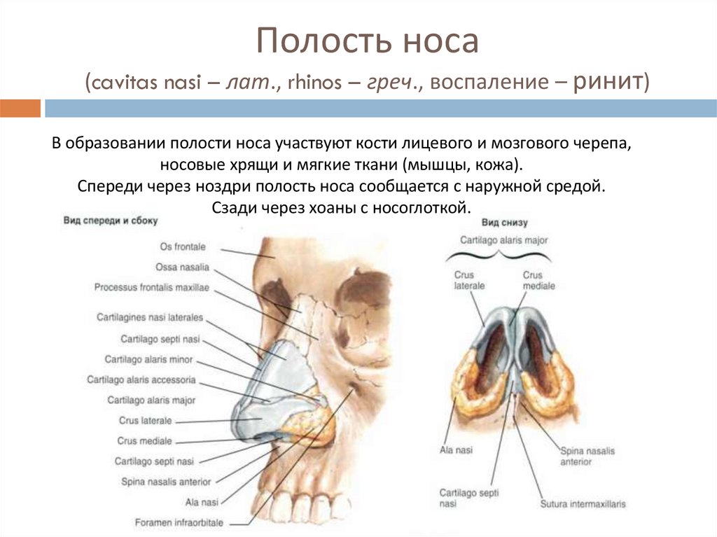 Полость носа (cavitas nasi – лат., rhinos – греч., воспаление – ринит)