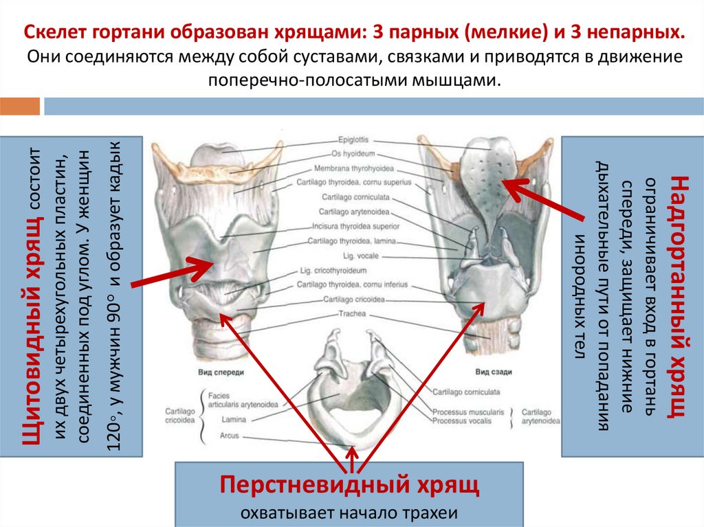 Скелет гортани образован хрящами: 3 парных (мелкие) и 3 непарных. Они соединяются между собой суставами, связками и приводятся