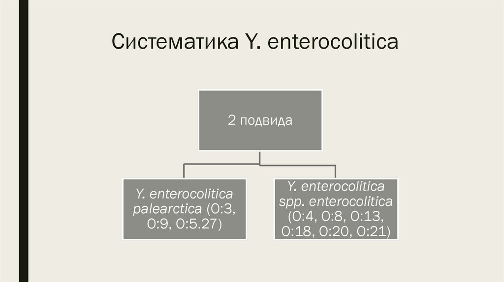 Систематика Y. enterocolitica