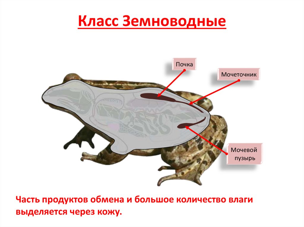 Класс Земноводные
