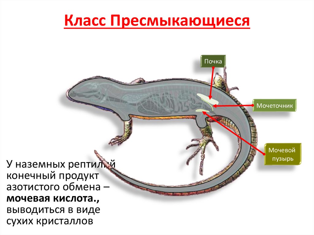 Класс Пресмыкающиеся