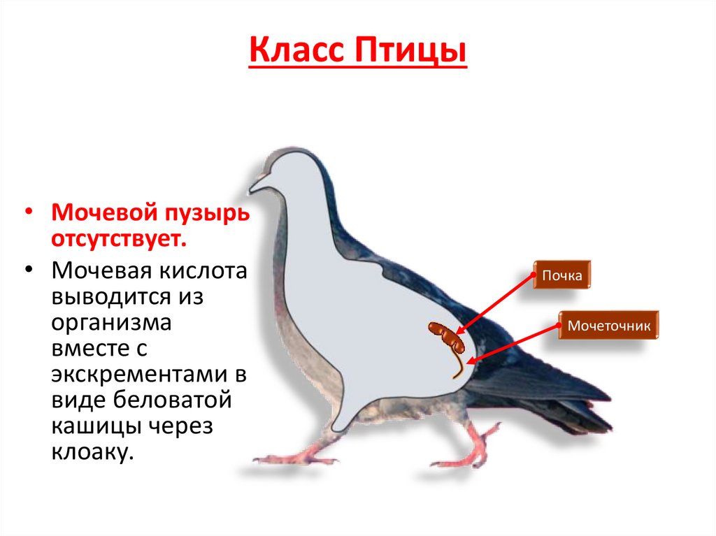 Класс Птицы