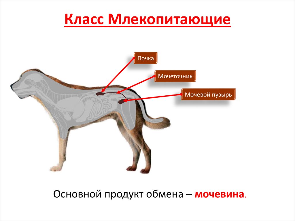 Класс Млекопитающие