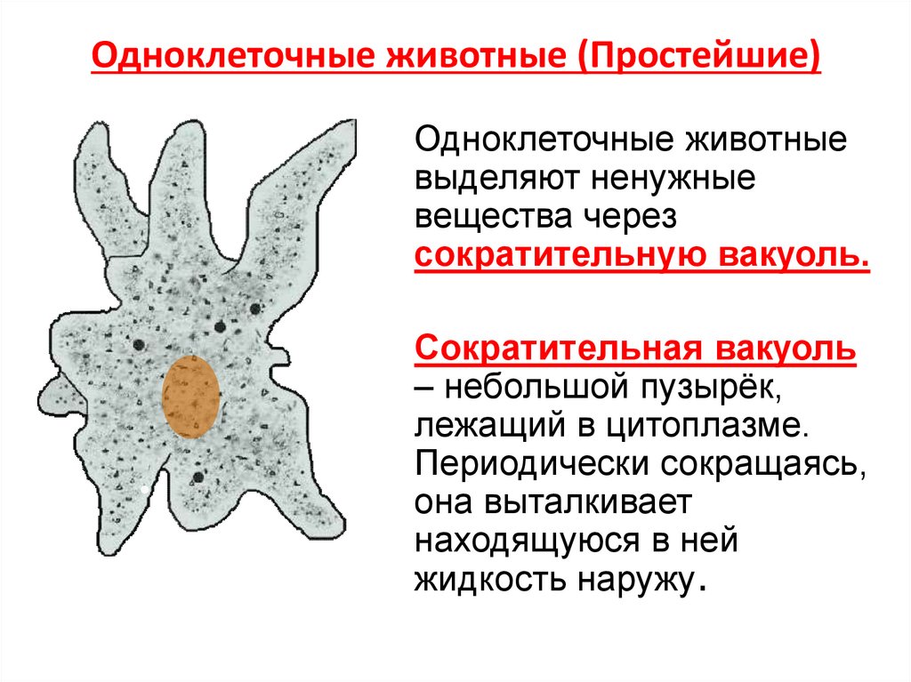 Одноклеточные животные (Простейшие)