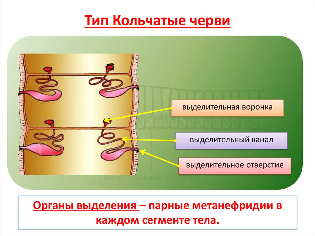Тип Кольчатые черви