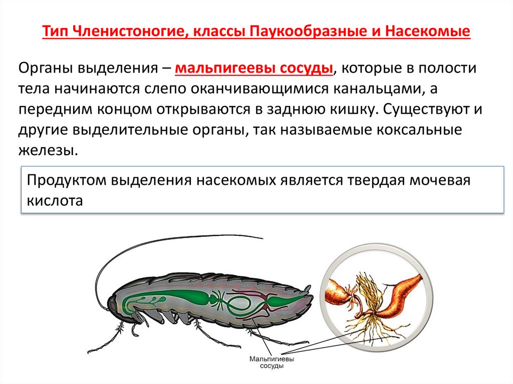 Тип Членистоногие, классы Паукообразные и Насекомые