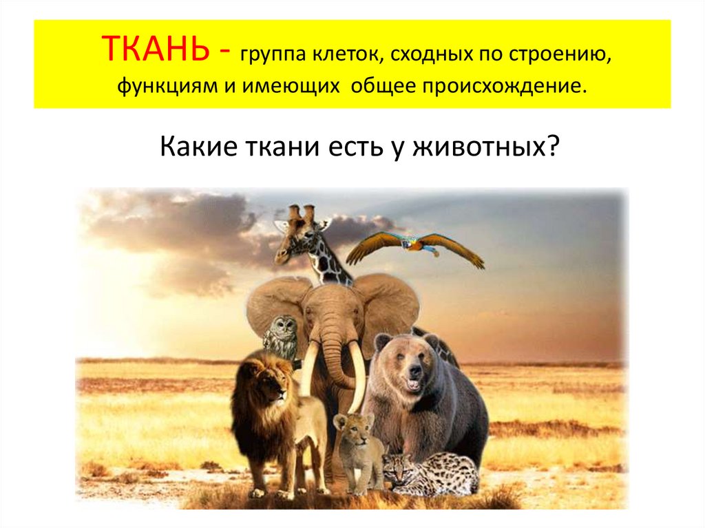 ТКАНЬ - группа клеток, сходных по строению, функциям и имеющих общее происхождение.