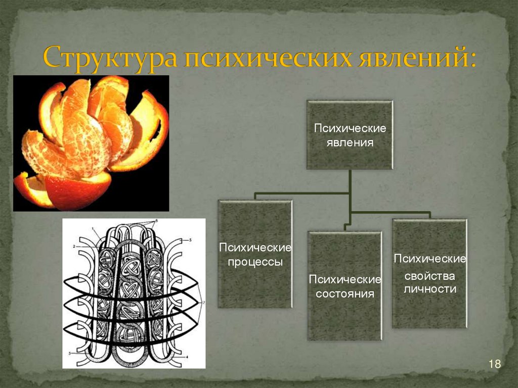 Структура психических явлений: