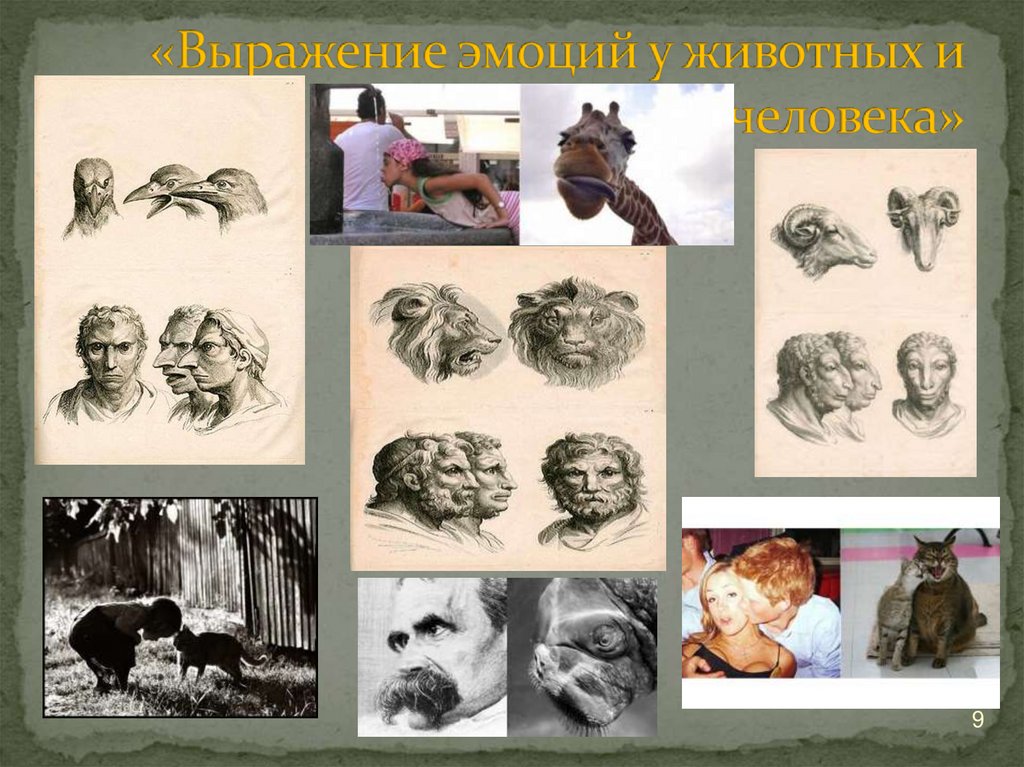 «Выражение эмоций у животных и человека»