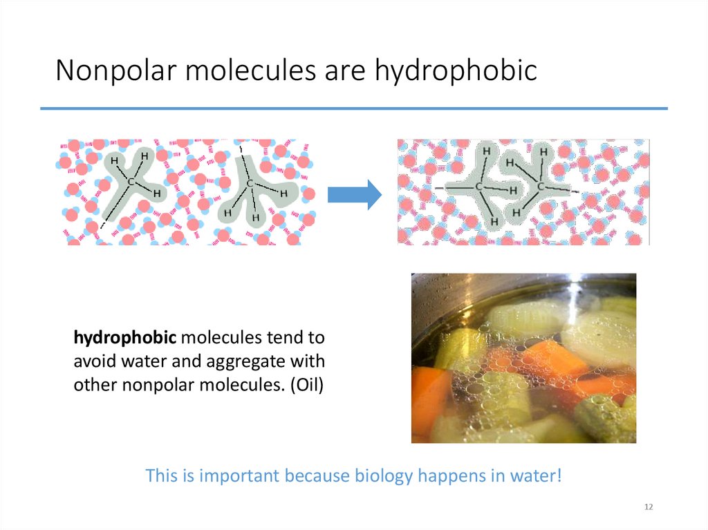 Nonpolar molecules are hydrophobic