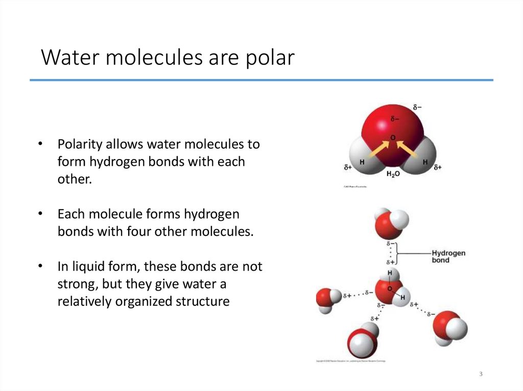 Water molecules are polar