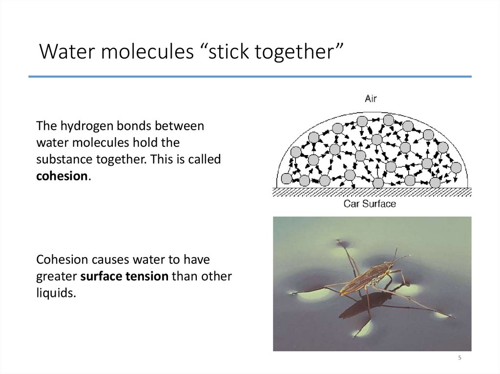 Water molecules “stick together”