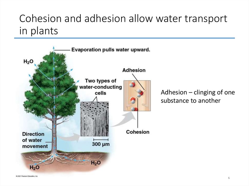 Cohesion and adhesion allow water transport in plants