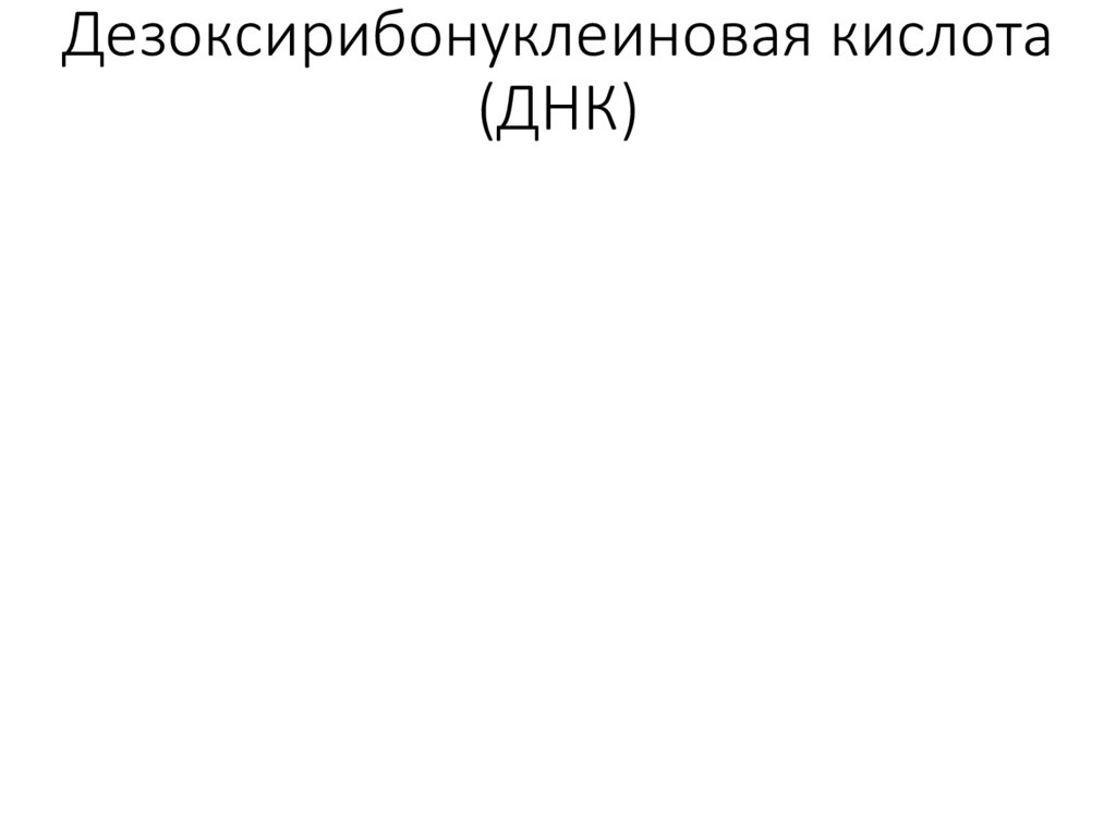 Дезоксирибонуклеиновая кислота (ДНК)