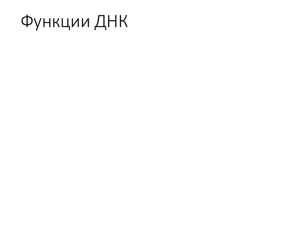 Функции ДНК