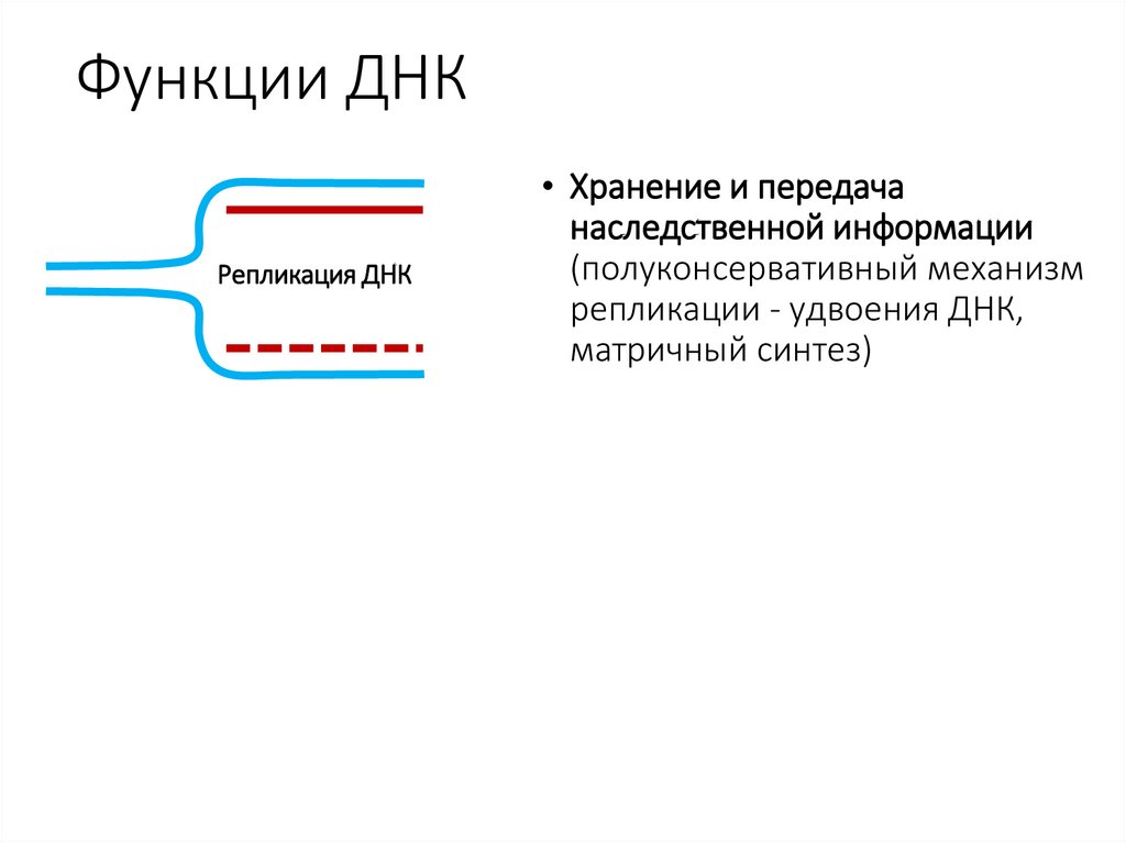 Функции ДНК