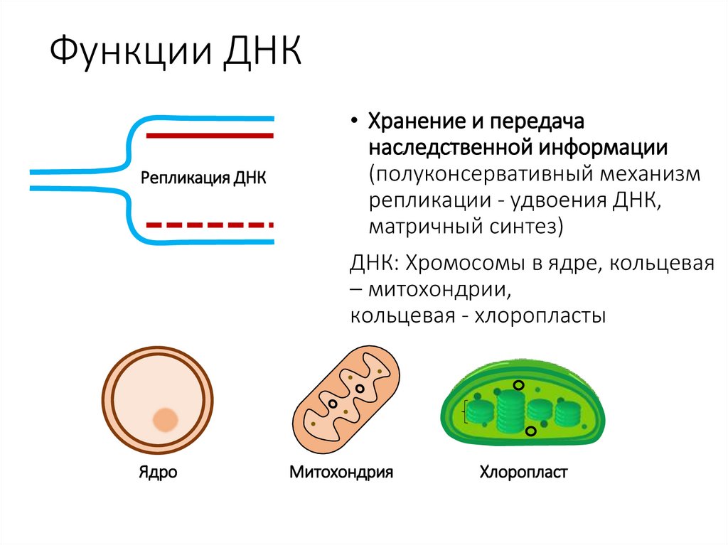 Функции ДНК
