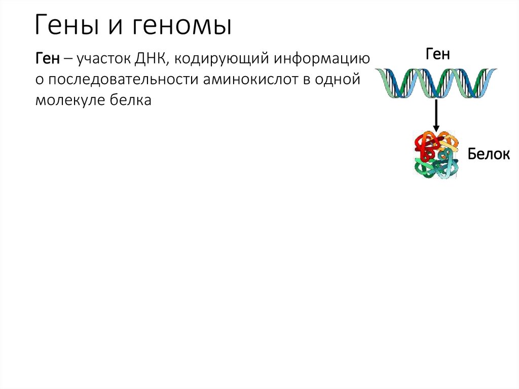 Гены и геномы