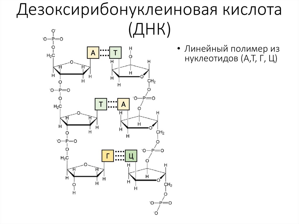 Дезоксирибонуклеиновая кислота (ДНК)