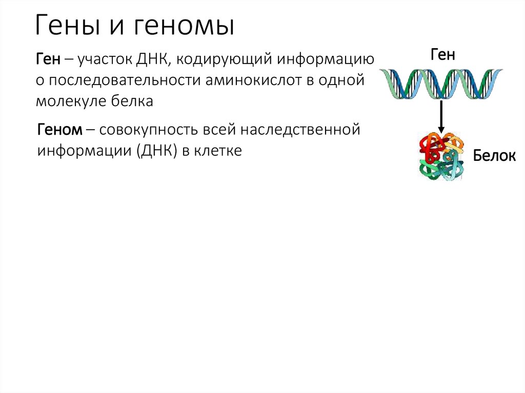 Гены и геномы