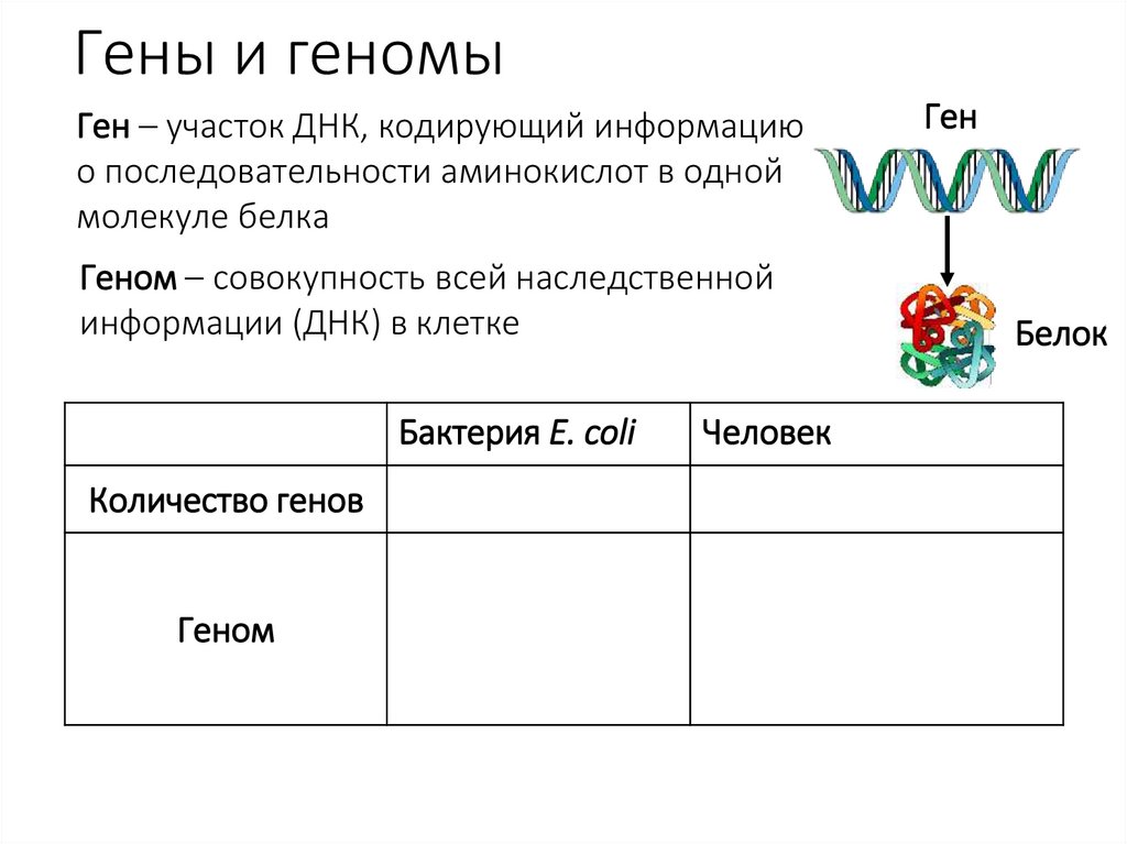Гены и геномы