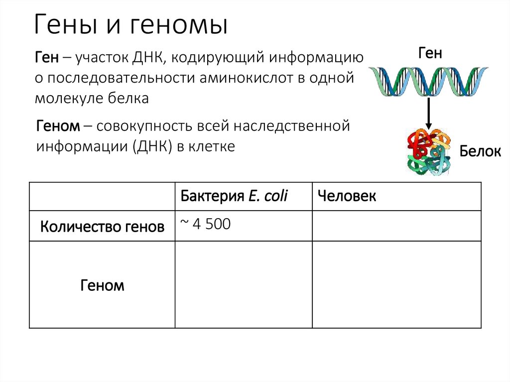 Гены и геномы