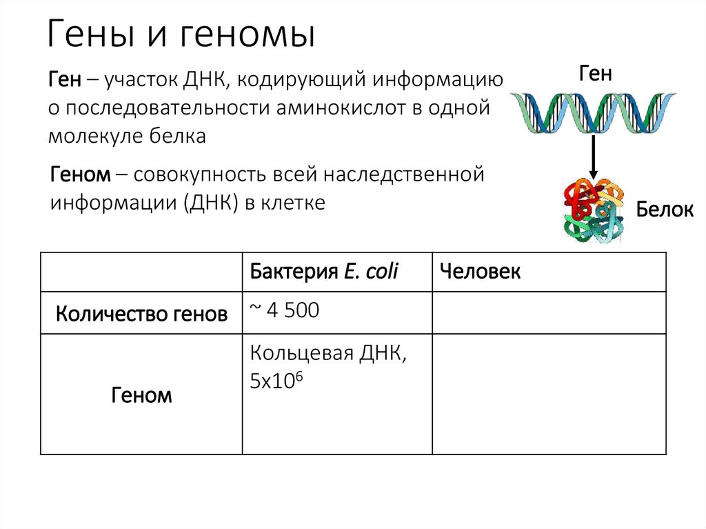 Гены и геномы