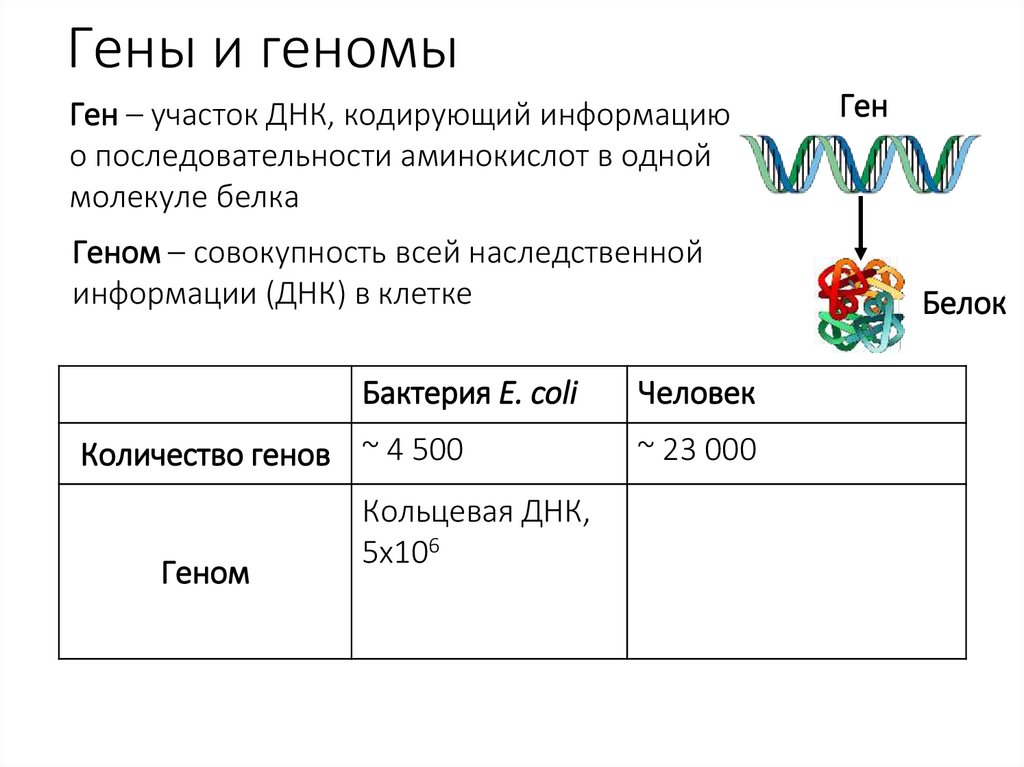 Гены и геномы