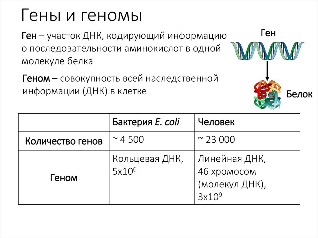Гены и геномы