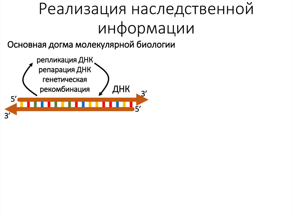 Реализация наследственной информации