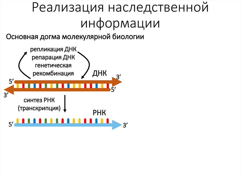 Реализация наследственной информации