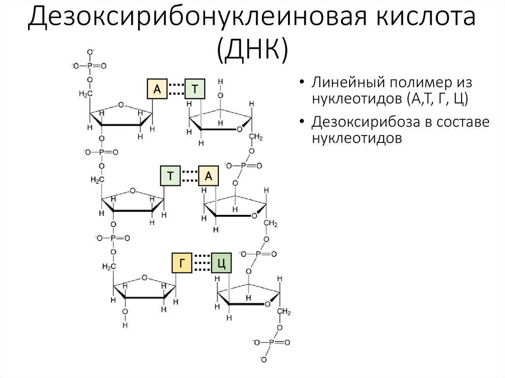 Дезоксирибонуклеиновая кислота (ДНК)