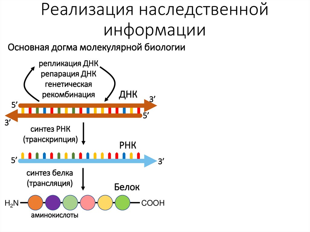 Реализация наследственной информации