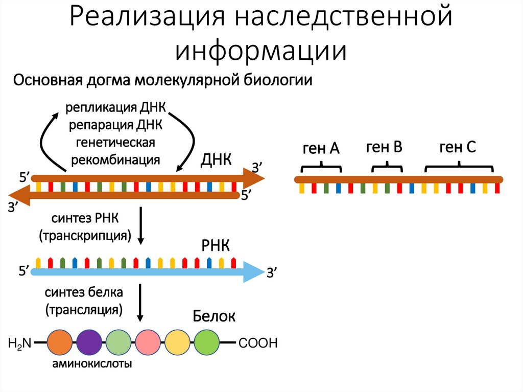 Реализация наследственной информации