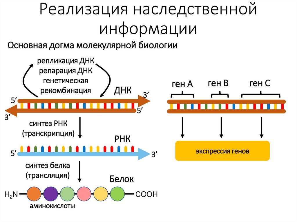 Реализация наследственной информации
