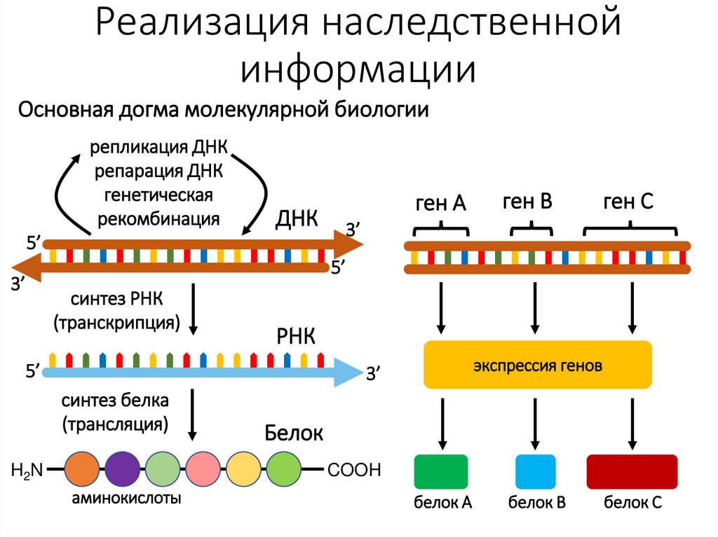 Реализация наследственной информации