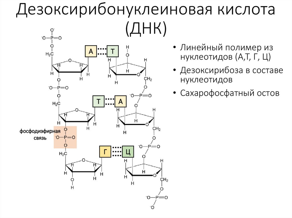 Дезоксирибонуклеиновая кислота (ДНК)
